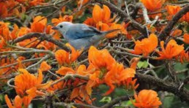 Avanza la campaña de adoptar un Barbatusco durante la Semana Santa.