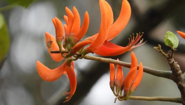 Avanza la campaña de adoptar un Barbatusco durante la Semana Santa.