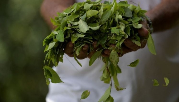 Hoja de coca