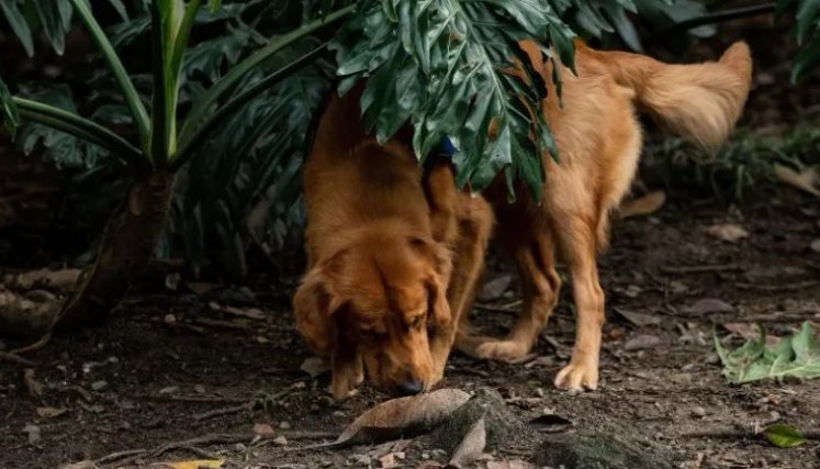 Alerta en Sabaneta por casos de perros envenenados; comunidad pide encontrar al responsable