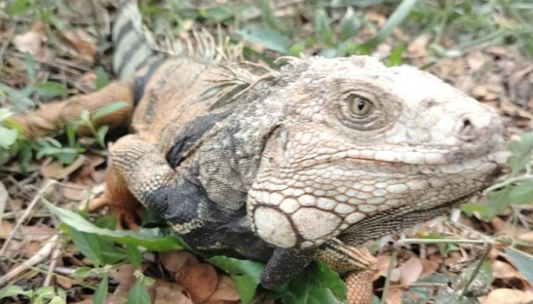 MINTRANSPORTE ADOPTA GUÍA PARA EVITAR ATROPELLAMIENTO DE FAUNA EN OBRAS