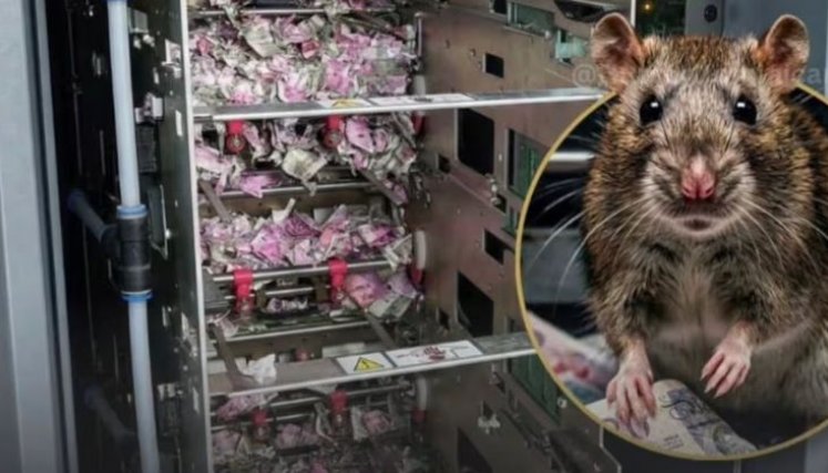 Insólito caso: una rata se “come” casi 19.000 dólares dentro de un cajero