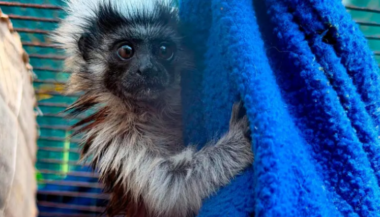 bebé tití cabeciblanco