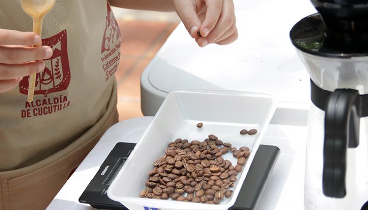 Café de Norte de Santander. / Foto Archivo