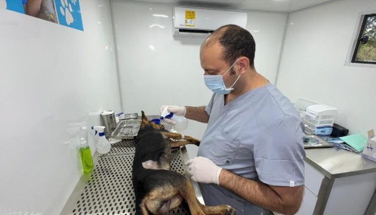 ESTERILIZACIÓN DE ANIMALES 
