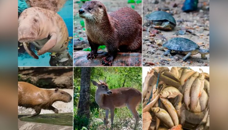 Especies en peligro por hipopótamos en el Magdalena Medio