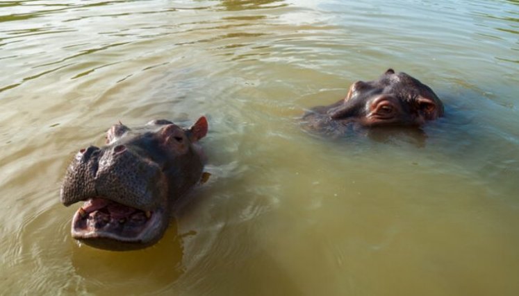 HIPOPOTAMOS-COLOMBIA