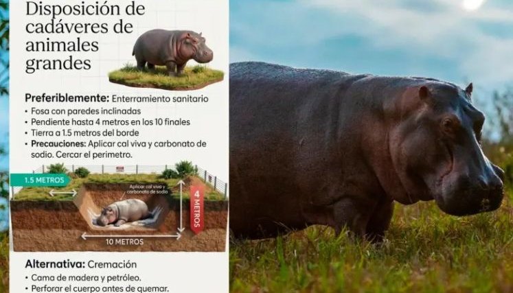 Así será el protocolo para la caza de control de los hipopótamos en el Magdalena Medio