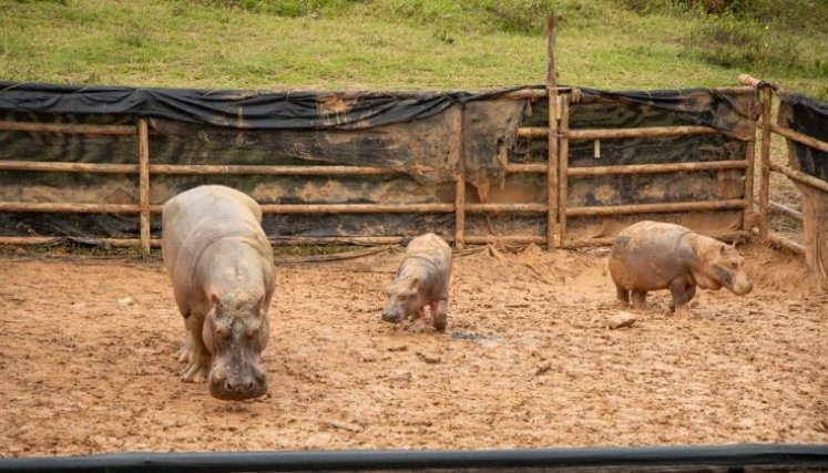 HIPOPOTAMOS-COLOMBIA