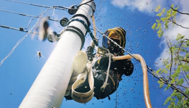 Incidentes con abejas en Norte van en aumento