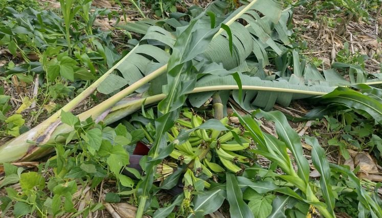 Consejo de Gestión del Riesgo en máxima alerta para atención de desastres.