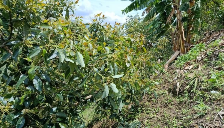  Consejo de Gestión del Riesgo en máxima alerta para atención de desastres.