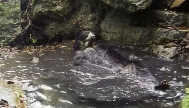 Video viral: Un tierno oso de anteojos se da un baño en el río para calmar el calor