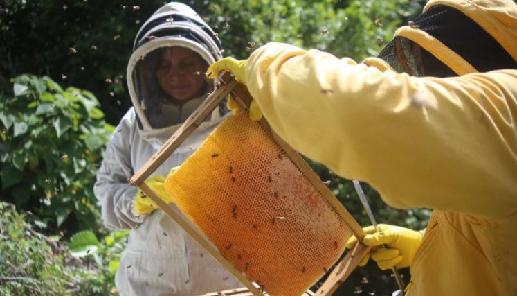 apiario de abejas