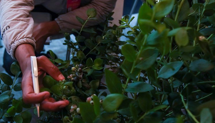 Arándanos. / Foto cortesía