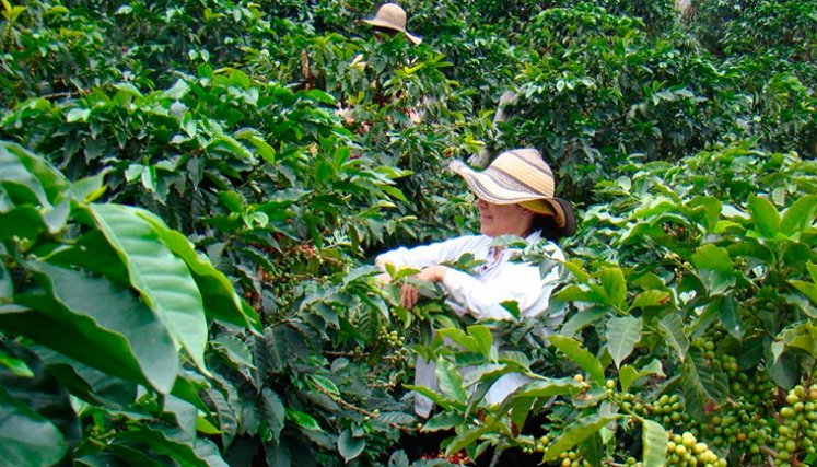 Café. / Foto Archivo