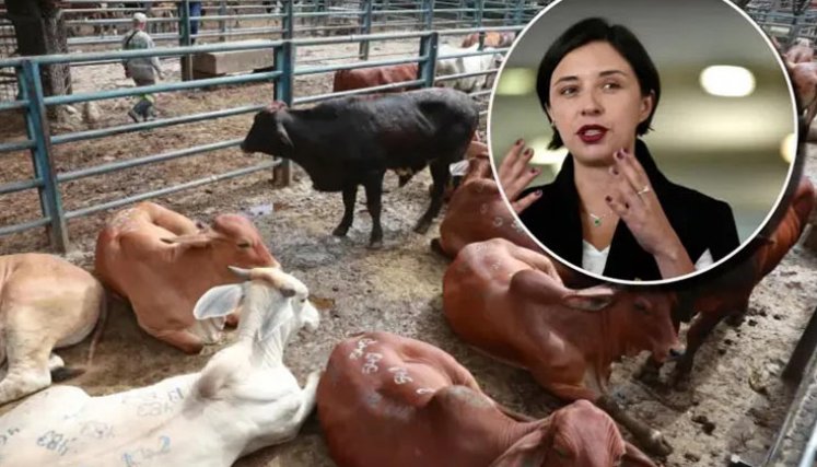 exportacion-de-ganado