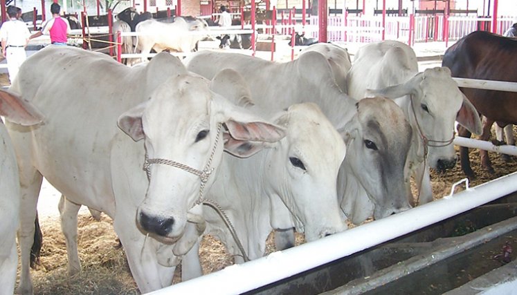 Ganadería. / Foto archivo