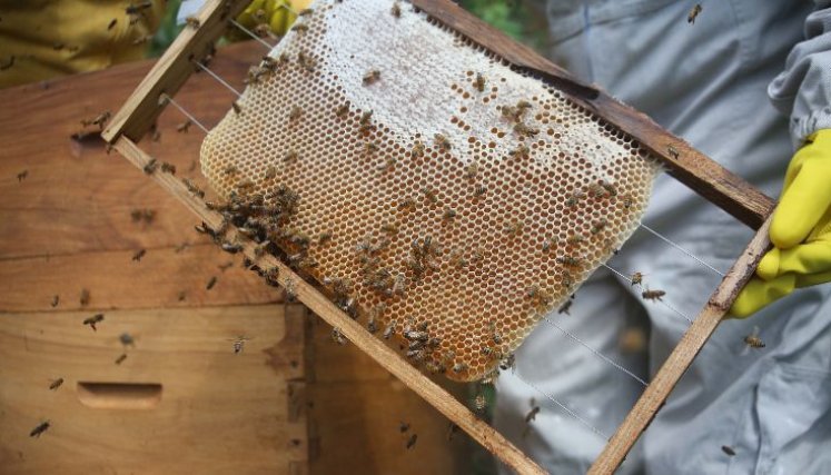 incrementa la presencia de abejas en Cúcuta