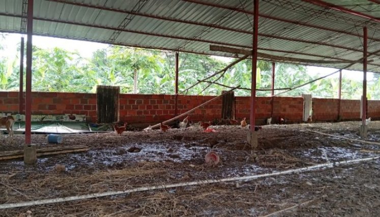 Miles de aves de corral murieron ahogadas por la creciente del río Peralonso./Foto Gabriel Barrera