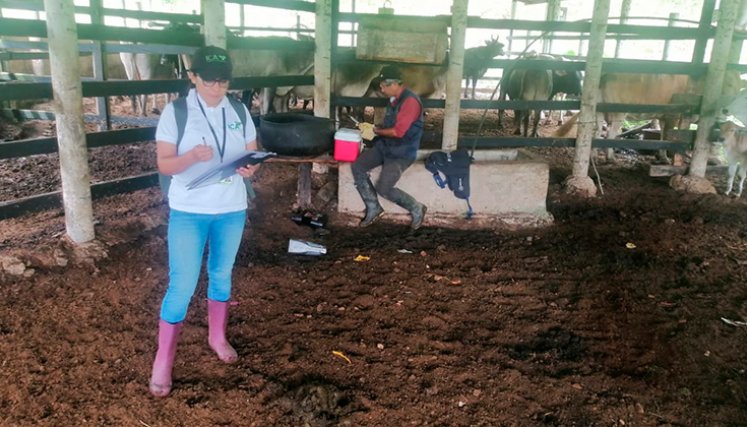 Vacunación contra la fiebre aftosa. / Foto Cortesía