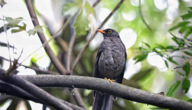 Aves