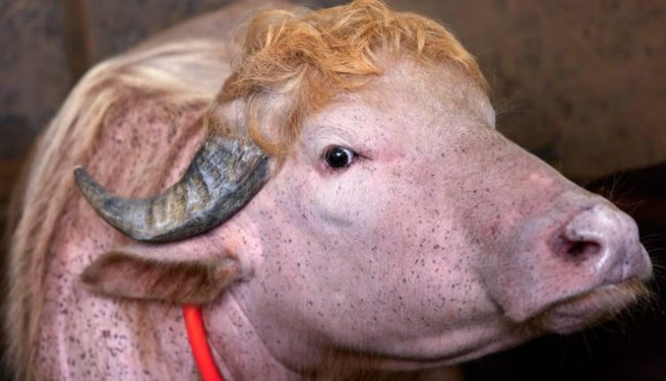 BUFALO DE TRUMP 