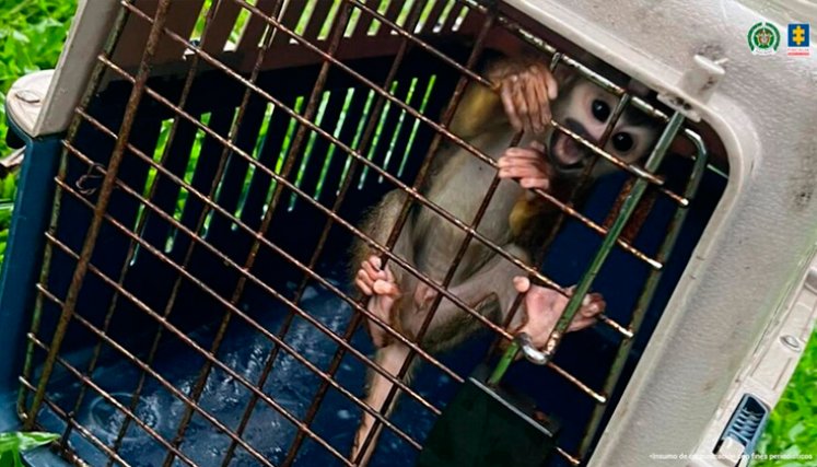 Influencer fue enviado a prisión por maltratar animales para hacer videos