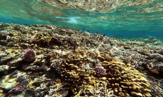 "Mientras los arrecifes coralinos estén allí, tenemos muchos peces y, por lo tanto, trabajo", explica instructor de buceo,/AFP 