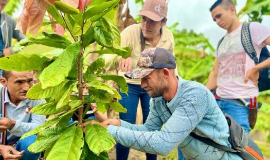 Campesinos reciben la transferencia de conocimiento sobre el cacao en sus parcelas/Foto Cortesía