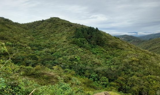 En Ocaña se adelanta un diagnóstico para determinar el estado de las reservas forestales para la conservación de los recursos naturales.