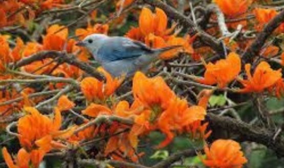 Avanza la campaña de adoptar un Barbatusco durante la Semana Santa.