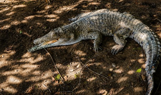 Caiman