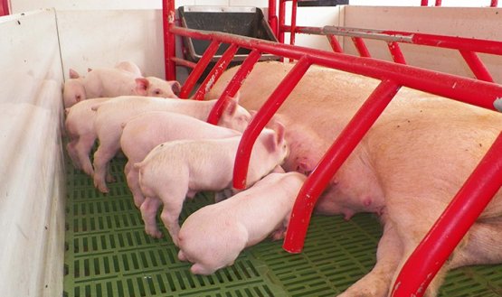 Porcicultores. / Foto: La Opinión