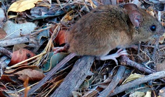 Así es el ratón silvestre que originó la cepa Andes del hantavirus