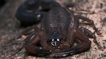 Escorpión lanza veneno