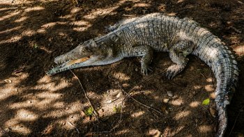 Caiman