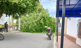 Arbol caido en El Contento