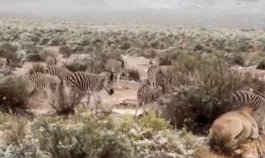 Nieve en África 
