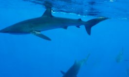 Tiburones.