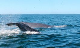 Ballenas. 