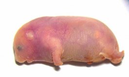 Raton-cromosoma-x