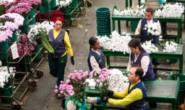 Flores de exportación Colombia.