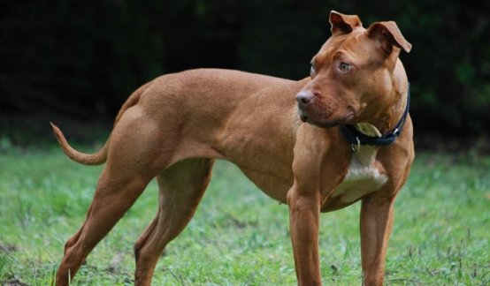 El Pit Bull terrier americano,  es  una raza inteligente, amigable,  no obstante, es catalogada como potencialmente peligrosa.