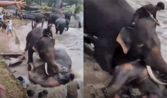 Pelea de elefantes en India deja turista muerta.