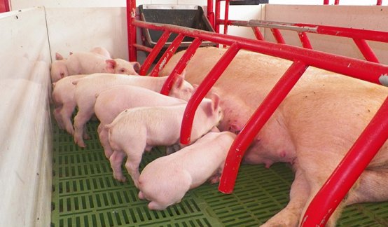 Porcicultores. / Foto: La Opinión