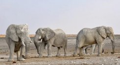 La población de elefantes africanos ha disminuido  en el último siglo debido a la caza furtiva. /Foto: Cortesía.