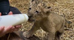 La reproducción por inseminación artificial es todavía muy poco común en el caso de leones. /Foto. AFP