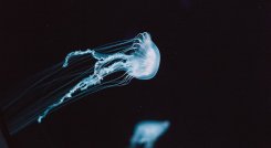 El robot utiliza un sistema basado en la resonancia para propulsarse./Foto: Cortesía  