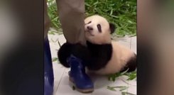 'Fu Bao' se roba las miradas en las redes sociales. / Foto: Tomada de Twitter